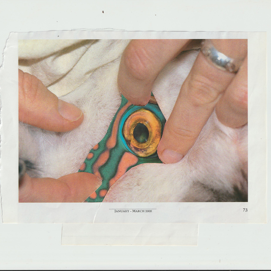 The creative process of DIAL001 by Beba Rizzaro image 8